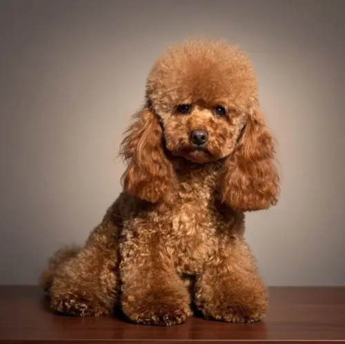 Barboncino toy: salute, selezione e benessere. Cosa sapere prima di scegliere