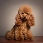 Barboncino toy: salute, selezione e benessere. Cosa sapere prima di scegliere