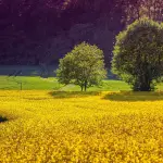 Firenze, Del Re critica il Regolamento Unesco: “Scelte incoerenti su agricoltura e musica”