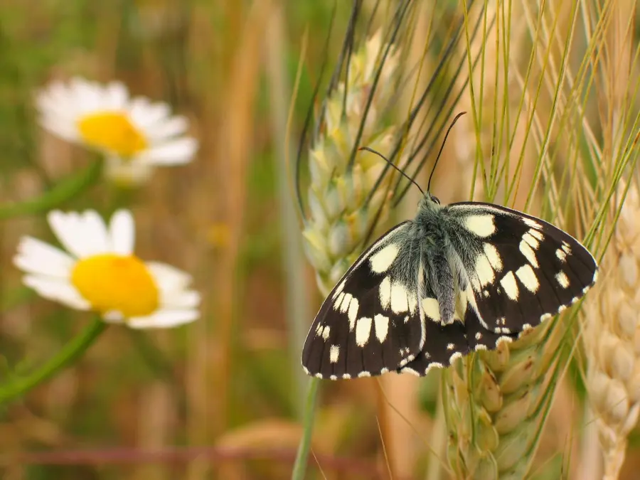 Scandicci, via libera al Parco della Biodiversità da 12 ettari