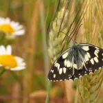 Scandicci, via libera al Parco della Biodiversità da 12 ettari
