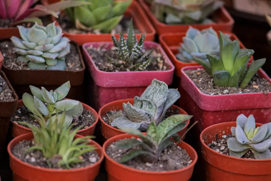 Firenze Flower Show, piante rare e giardinaggio al Giardino Corsini